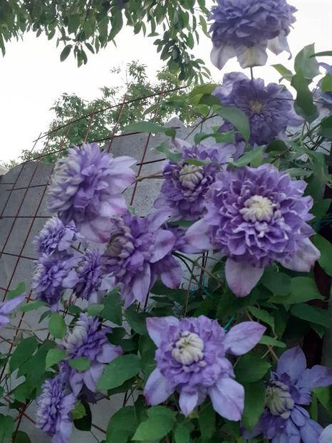  - 0 Clematis blue light Mai 2019 -2021-B