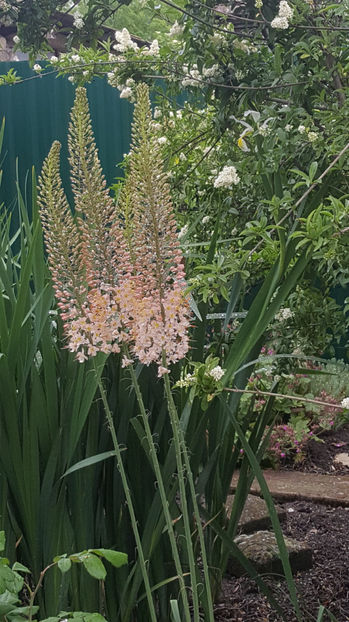 eremurus robustus(crin "coada vulpii") - Gradina si terasa PrimaLuce_9-Hello 2022