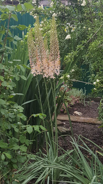 eremurus robustus(crin "coada vulpii") - Gradina si terasa PrimaLuce_9-Hello 2022