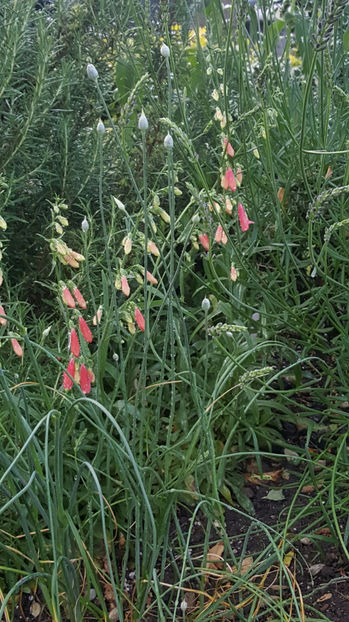 penstemon hybr. pink - Gradina si terasa PrimaLuce_9-Hello 2022