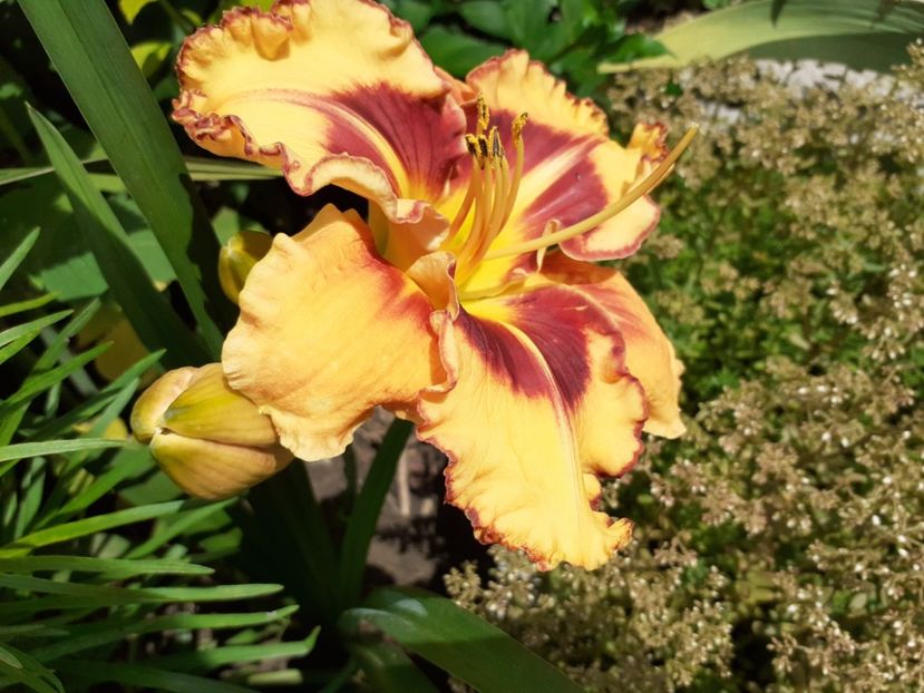  - Hemerocallis 2022