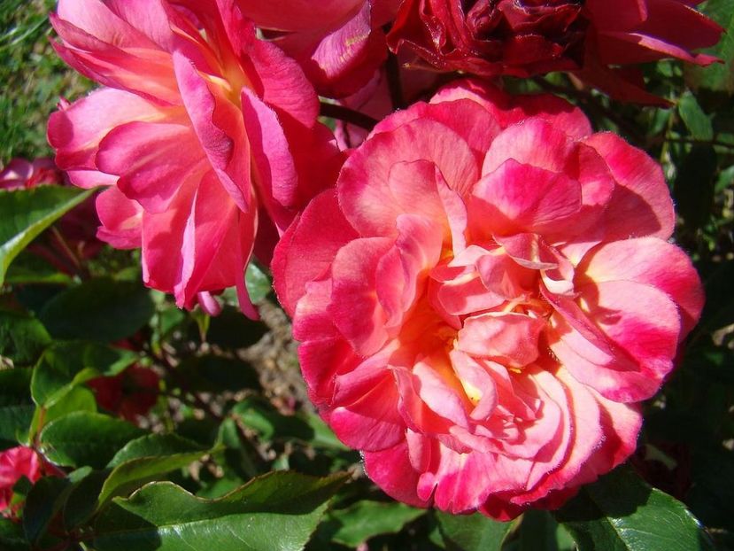 Rosa Lilli Marleen (Korlima)1 - TRANDAFIRI FLORIBUNDA de vanzare-2025