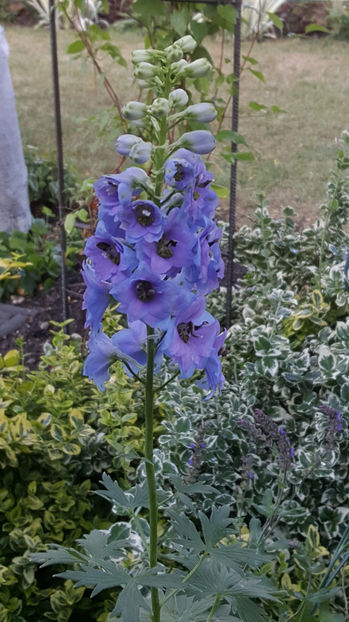 Delphinium(nemtisor) "high society" - Gradina si terasa PrimaLuce_9-Hello 2022