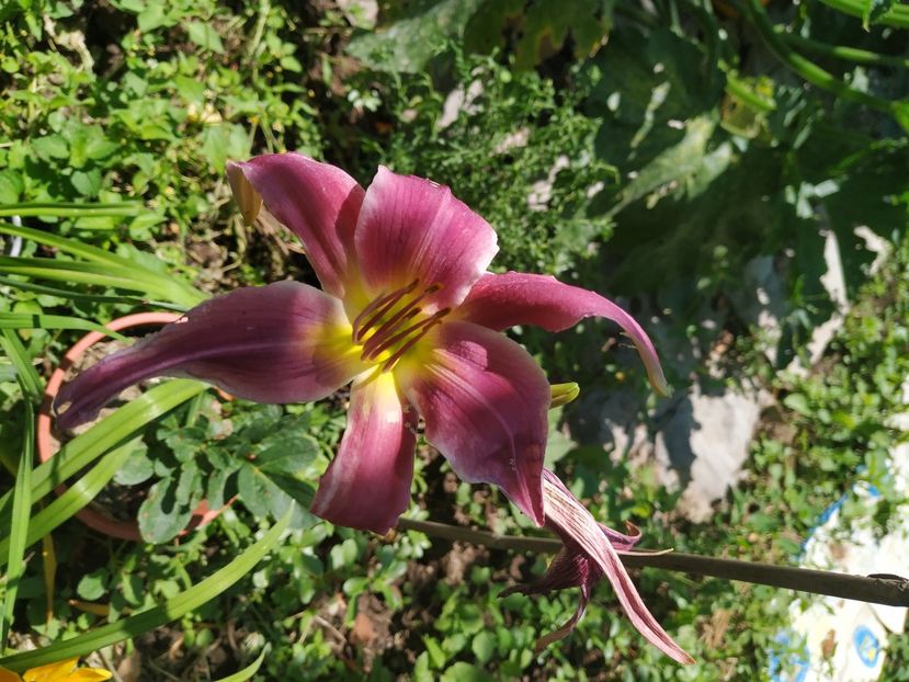  - 01-Hemerocallis _ crin de vara