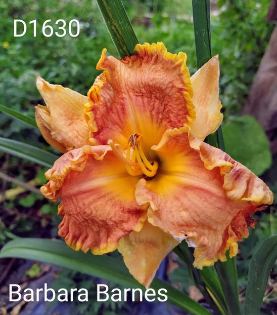  - 01-Hemerocallis _ crin de vara