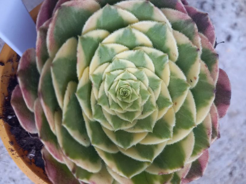  - Aeonium