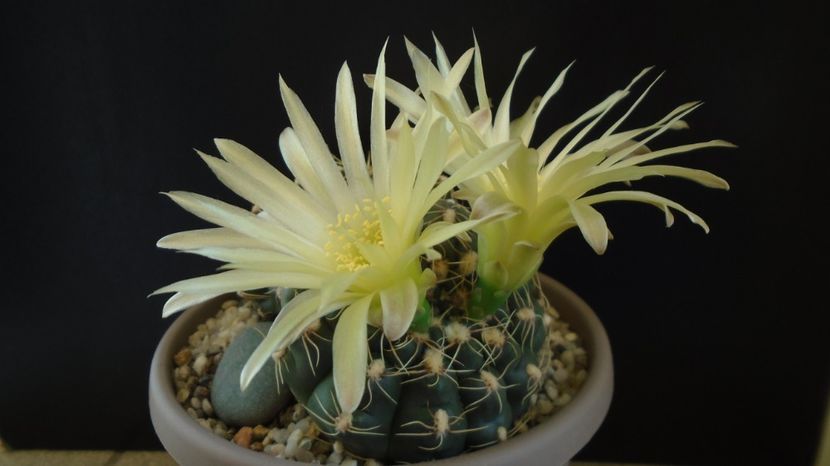  - Cactusi-Gymnocalycium 2022-23