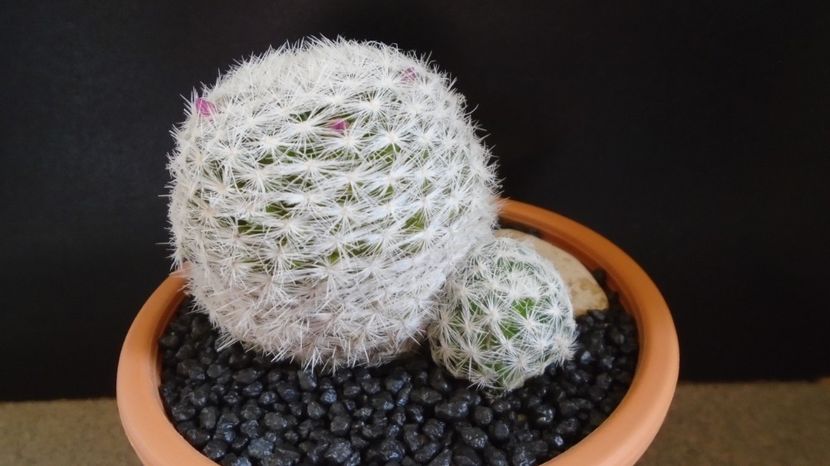 Mammillaria humboldtii - Cactusi 2022