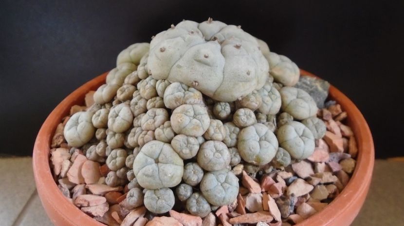 Lophophora williamsii v. caespitosa (colonie) - Cactusi 2022