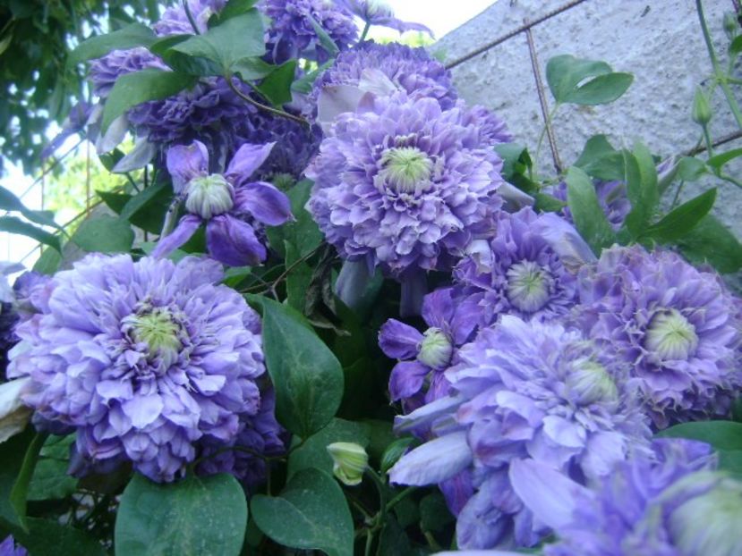  - 0 Clematis blue light Mai 2019 -2021-B