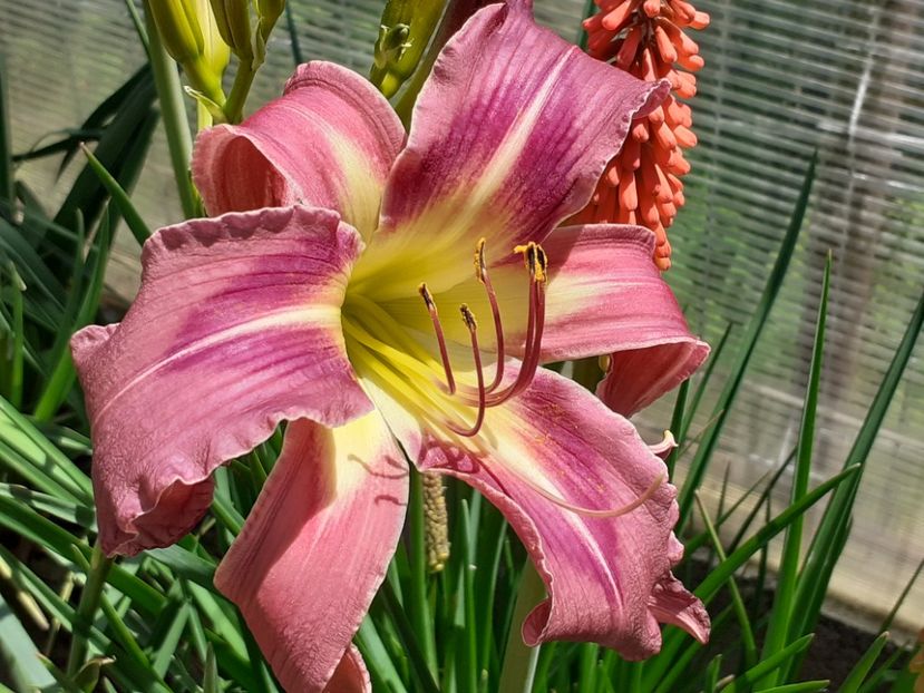  - Hemerocallis 2022