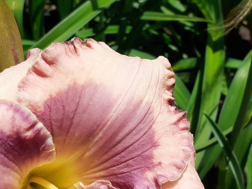  - Hemerocallis 2022