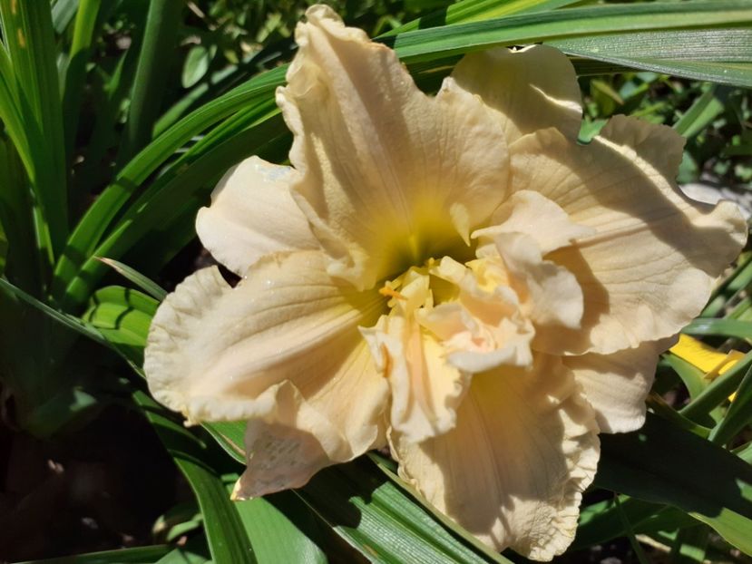  - Hemerocallis 2022