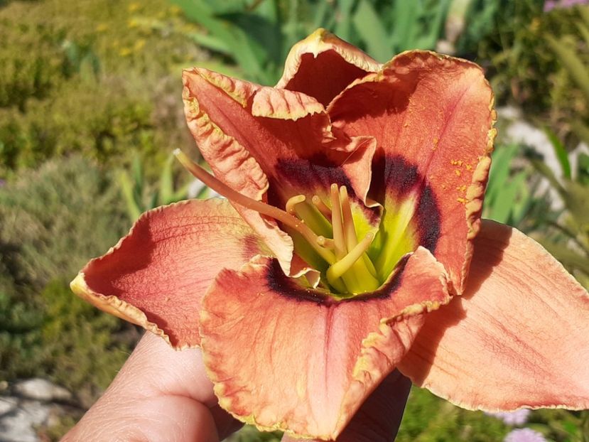  - Hemerocallis 2022