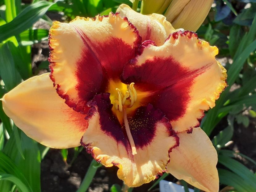  - Hemerocallis 2022