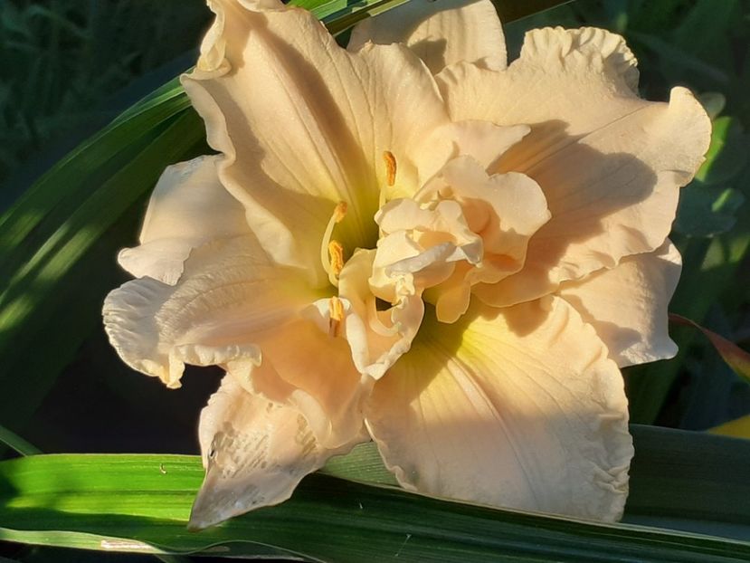  - Hemerocallis 2022