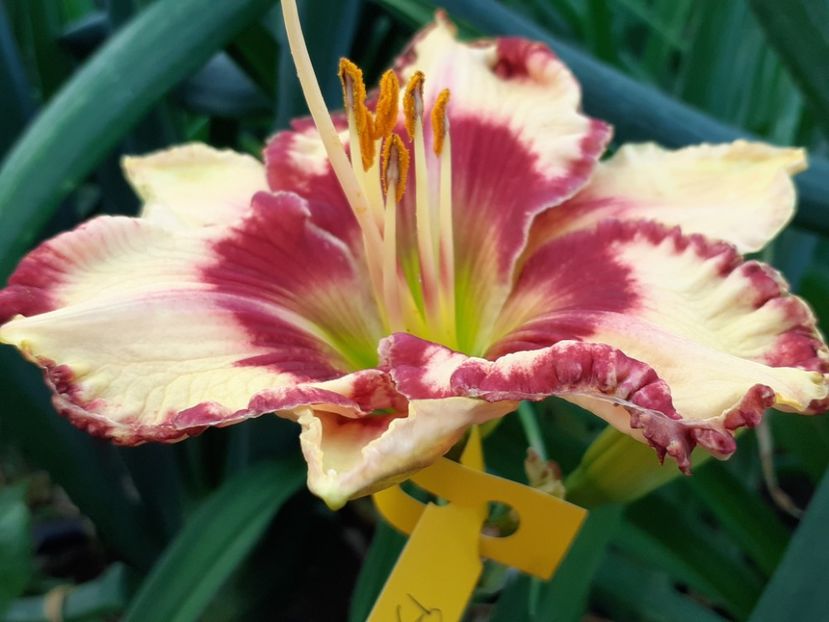  - Hemerocallis 2022