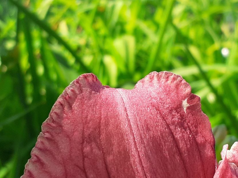 3 - Hemerocallis - hibrizii mei