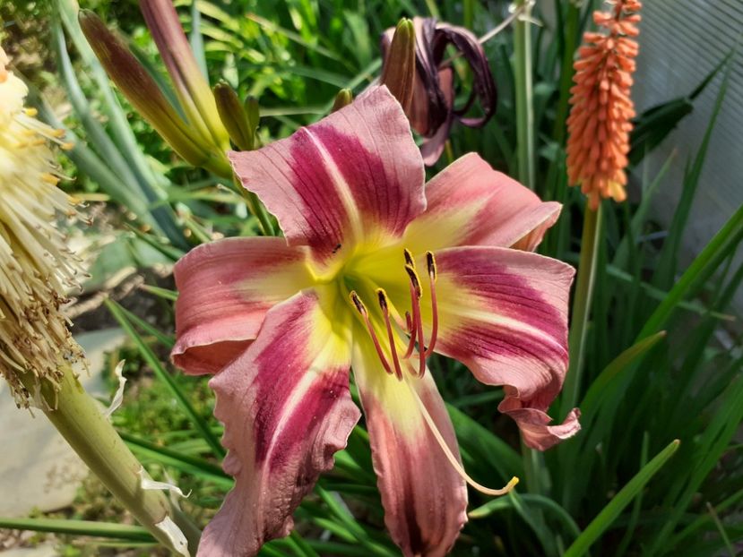  - Hemerocallis 2022