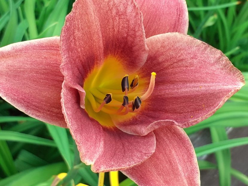  - Hemerocallis - hibrizii mei