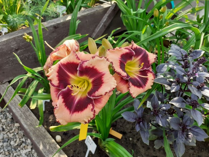 Rock Solid - Hemerocallis 2022