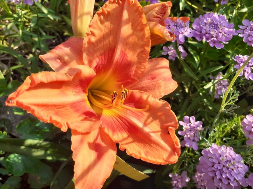 Tropical Fruit Loop - Hemerocallis 2022