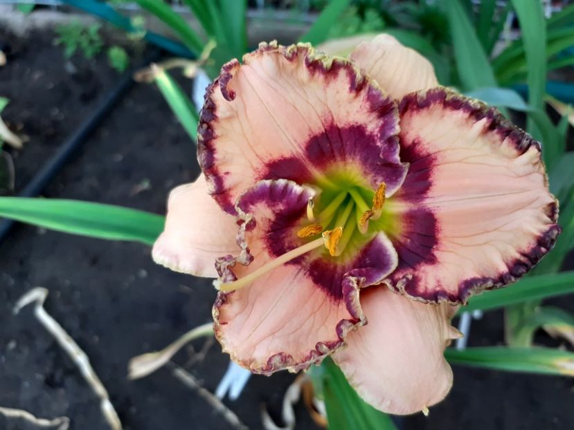 Rodelinda - Maryott 2008 - Hemerocallis 2022