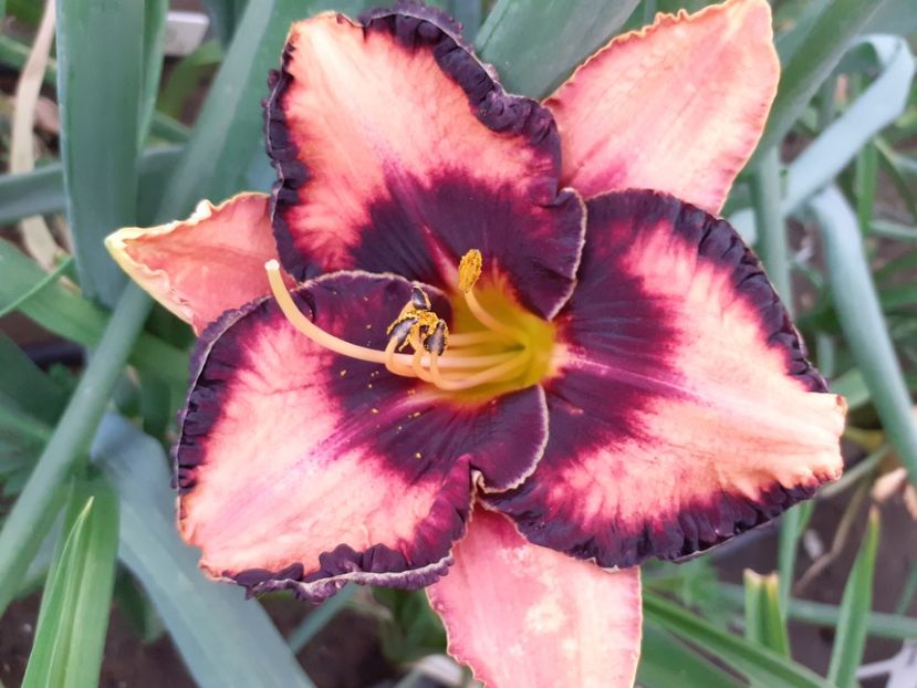 Adamas - Hemerocallis 2022