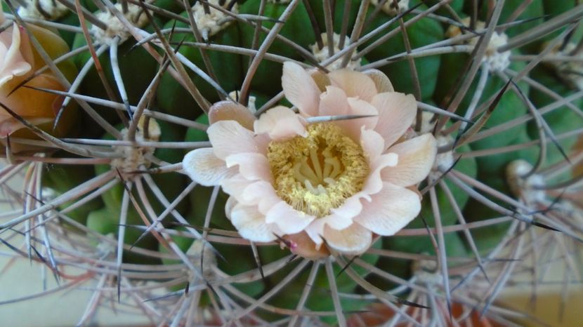  - Cactusi-Gymnocalycium 2022-23