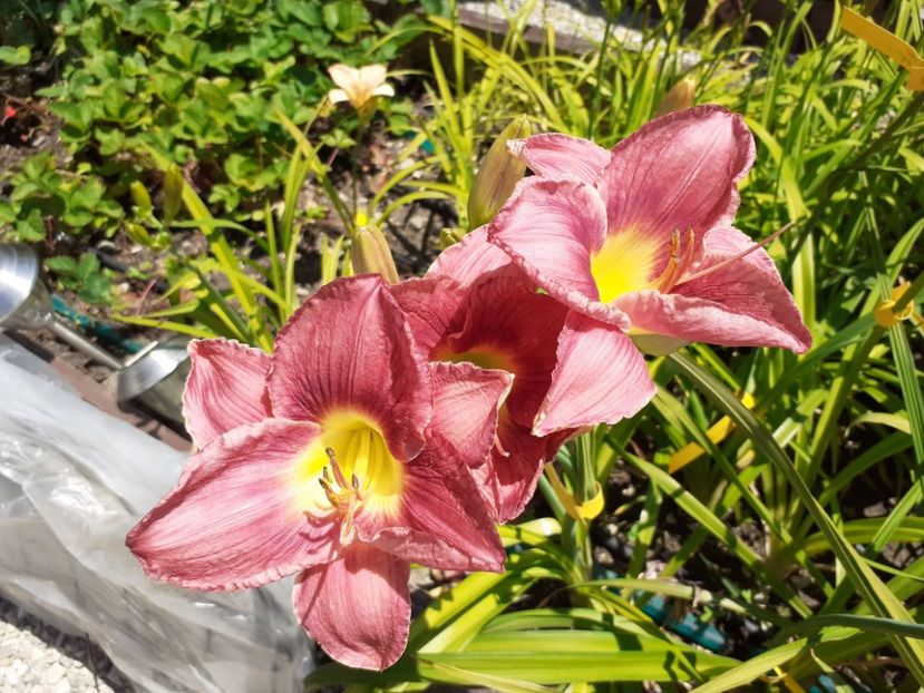  - Hemerocallis - hibrizii mei