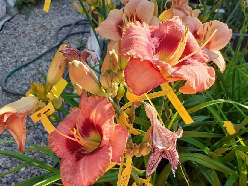  - Hemerocallis - hibrizii mei