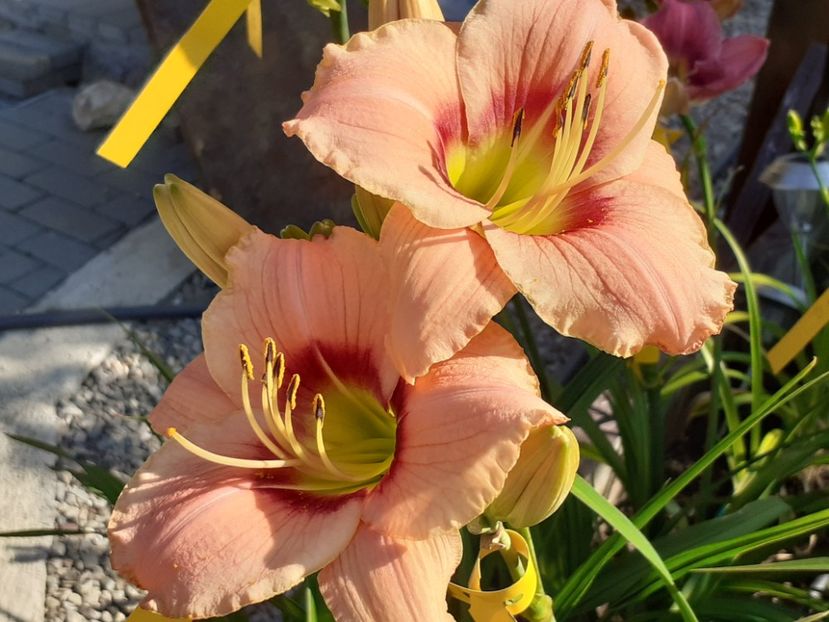  - Hemerocallis - hibrizii mei