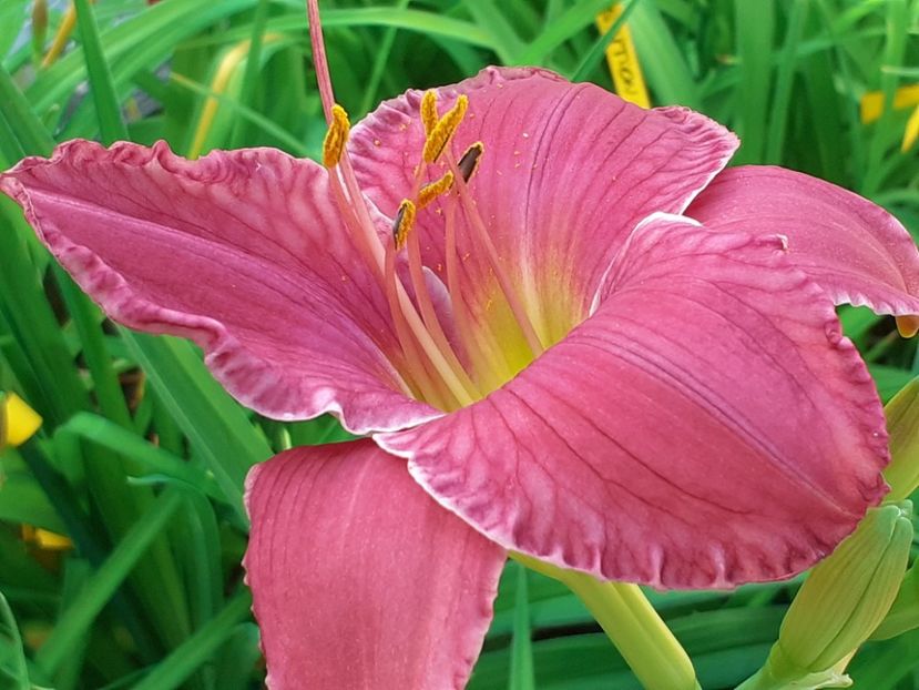  - Hemerocallis - hibrizii mei