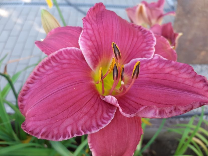  - Hemerocallis - hibrizii mei