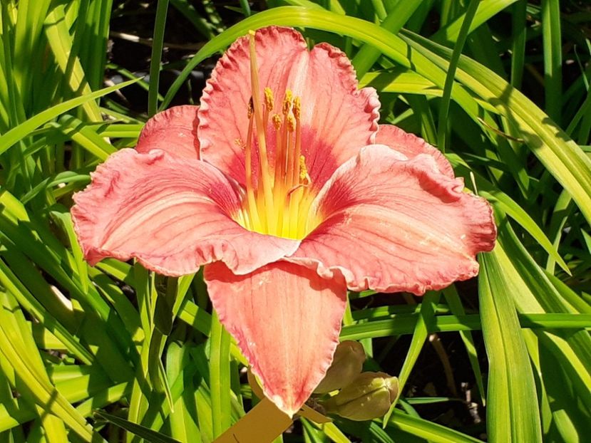  - Hemerocallis - hibrizii mei