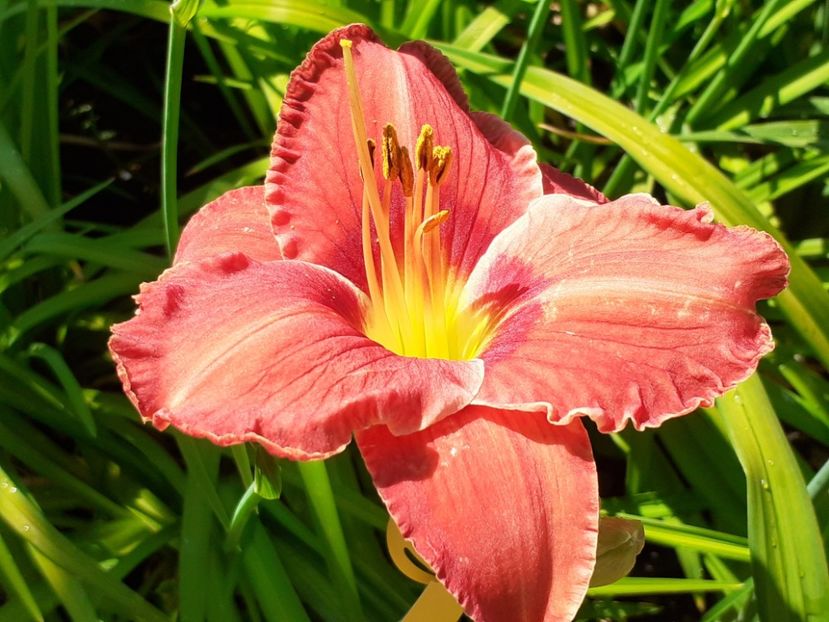  - Hemerocallis - hibrizii mei