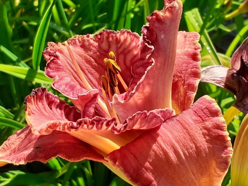  - Hemerocallis - hibrizii mei