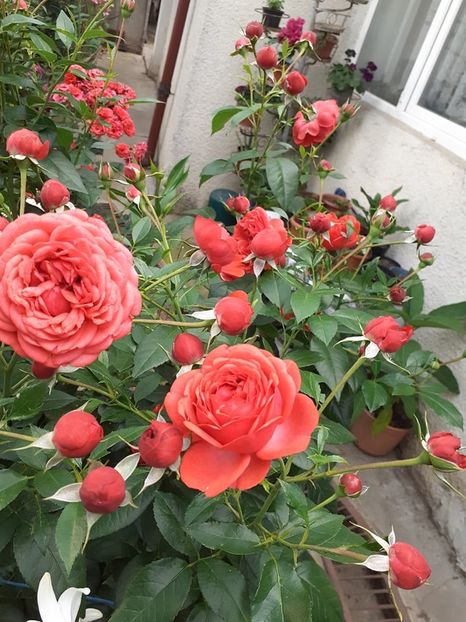  - Out of rosenheim floribunda Kordes!