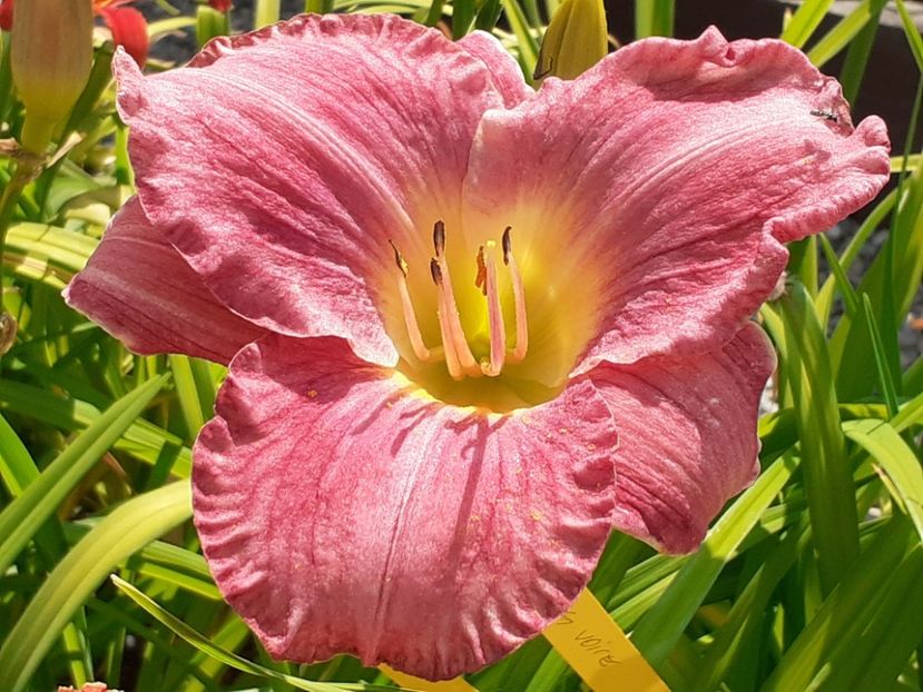  - Hemerocallis - hibrizii mei