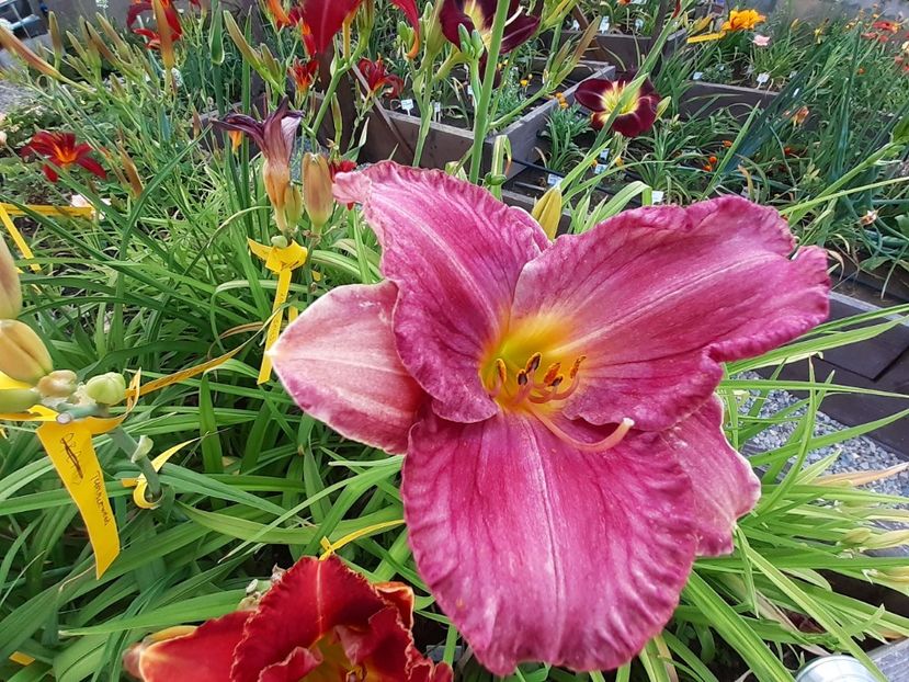  - Hemerocallis - hibrizii mei