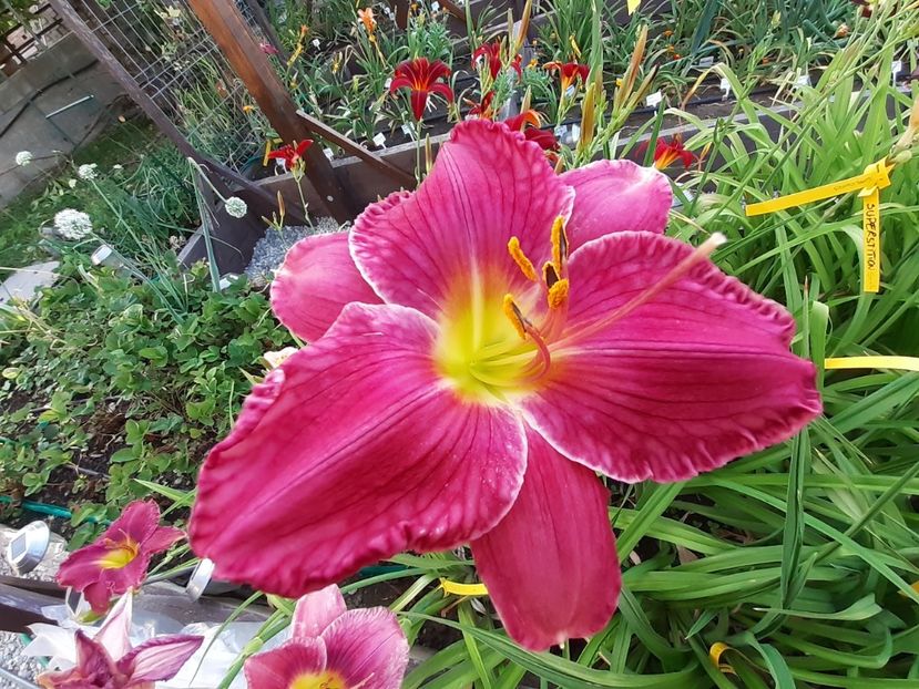  - Hemerocallis - hibrizii mei