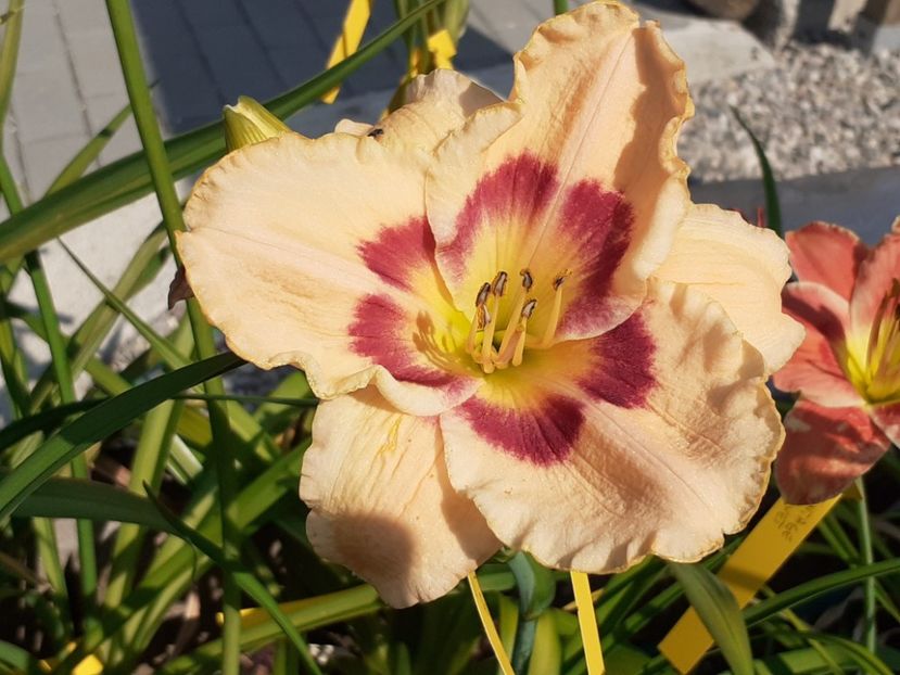  - Hemerocallis - hibrizii mei