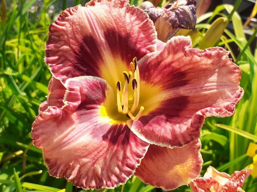  - Hemerocallis - hibrizii mei