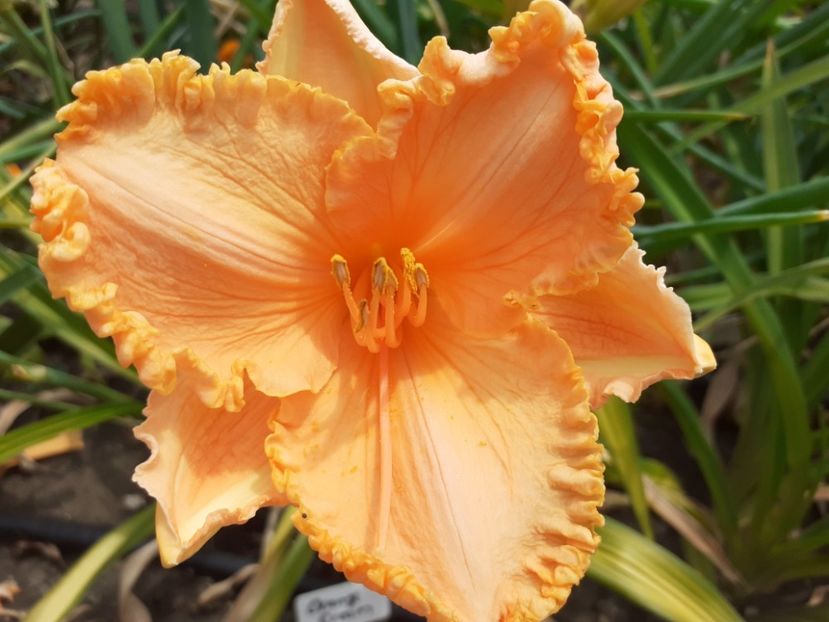  - Hemerocallis 2022