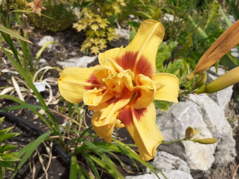  - Hemerocallis 2022