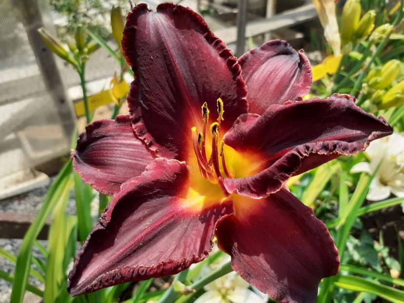  - Hemerocallis 2022