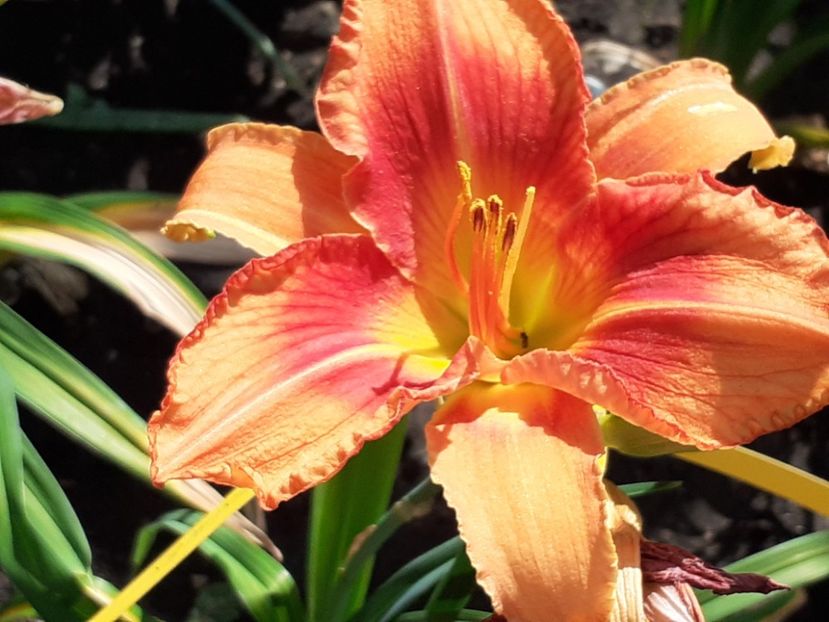  - Hemerocallis 2022