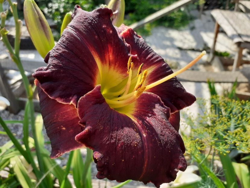  - Hemerocallis 2022