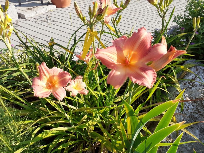  - Hemerocallis 2022