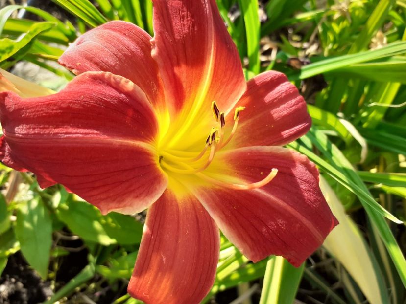  - Hemerocallis 2022